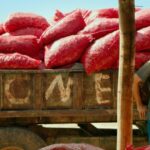 Oscars internacionais: a Turquia coloca o título de Veneza “Um daqueles dias em que eles aparecem
